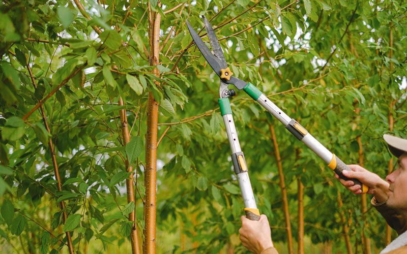 Tree trimming in Orangeville, IL