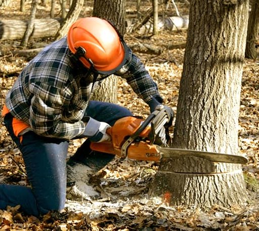 Tree Removal in Orangeville, IL